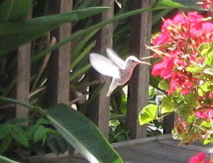 5709-white-hummingbird_2